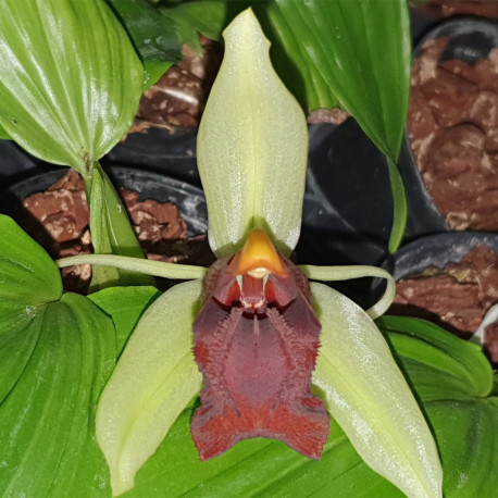 coelogyne-speciosa-x-usitana