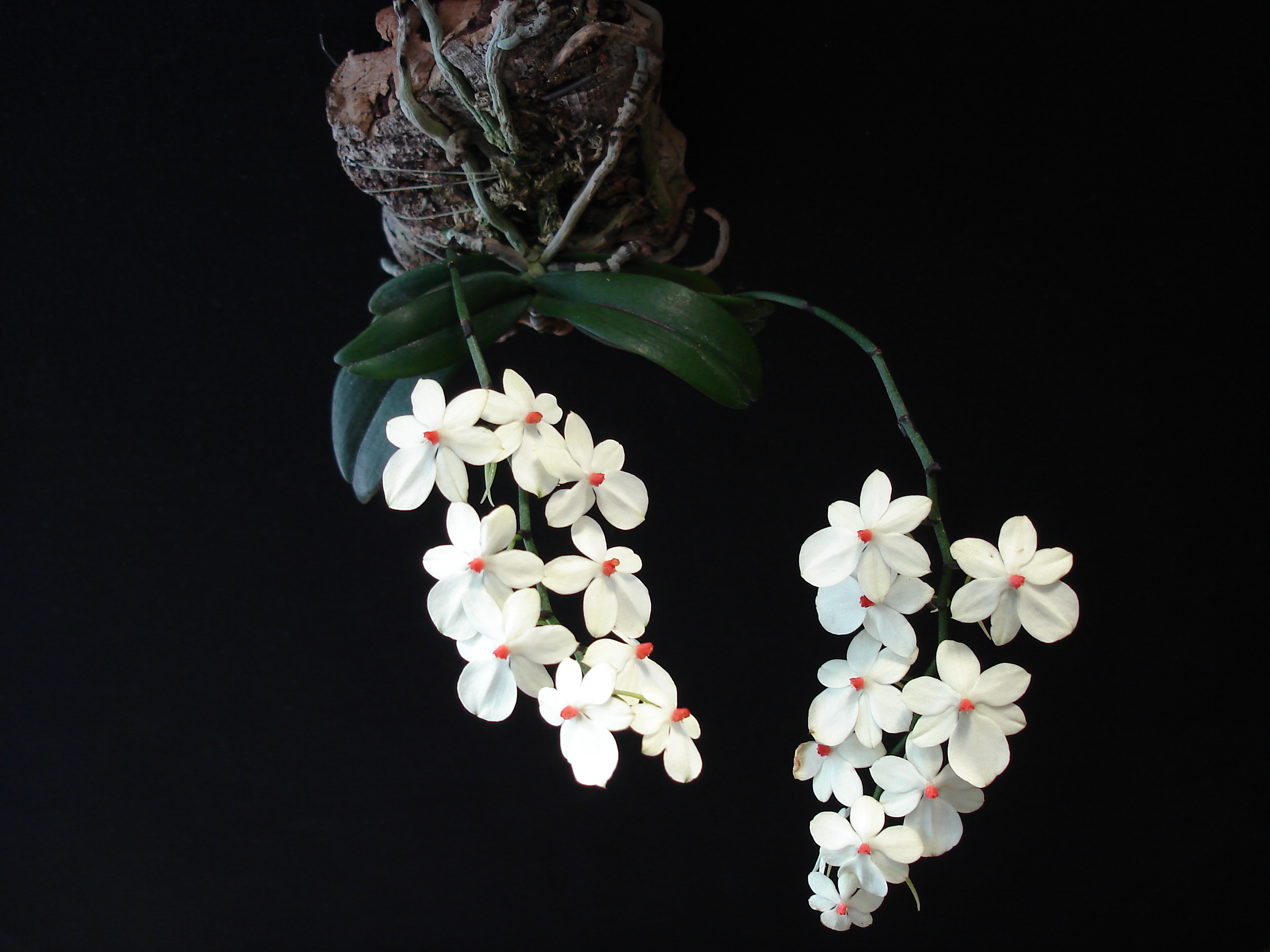 22 C   Aerangis  rhodosticta   M.Åkesson    död 5.9.2010