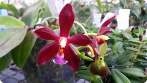 mannii x speciosa schwerte