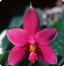 phal. violacea _red norton_