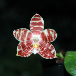 phalaenopsis-amboinensis