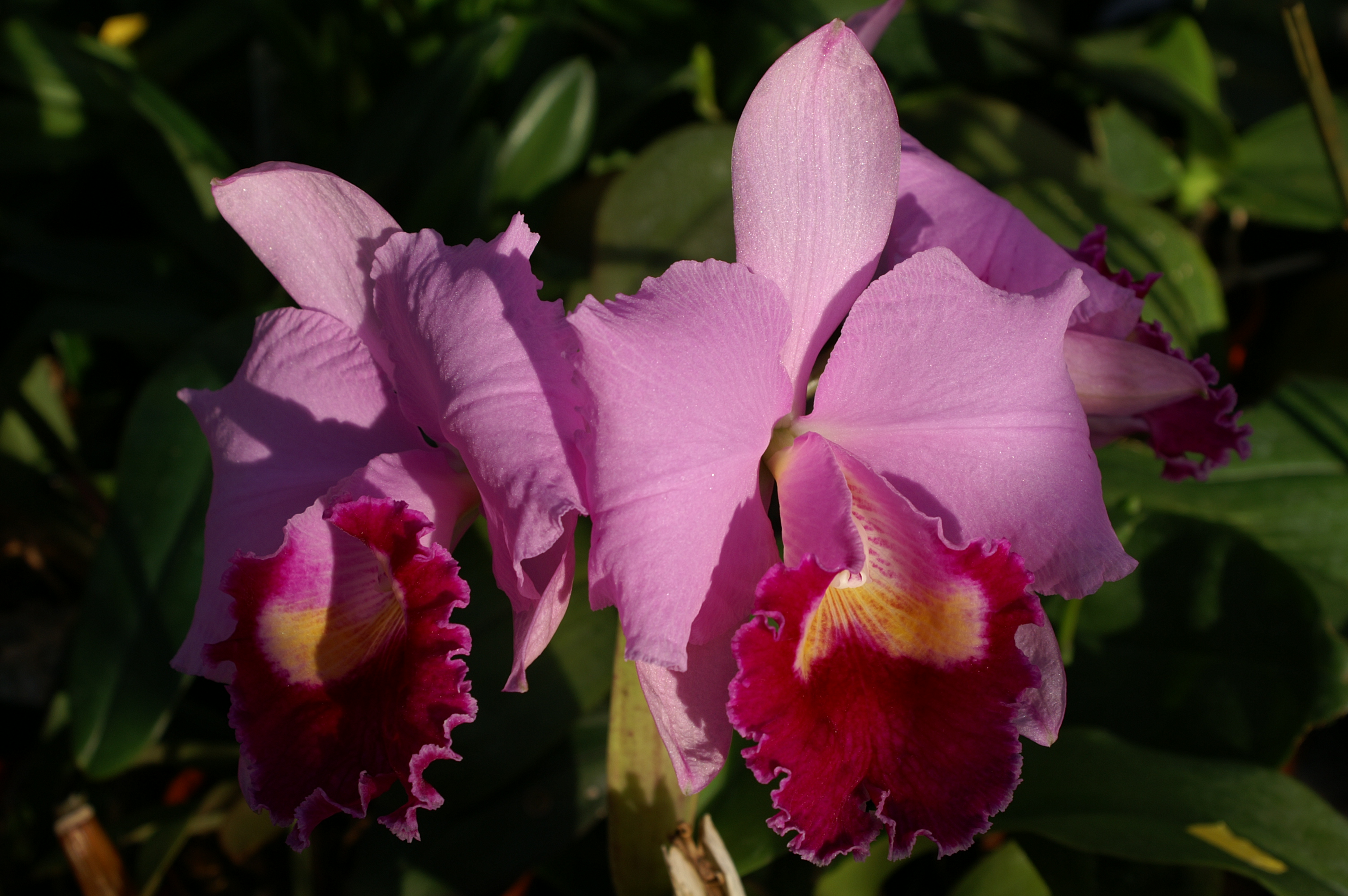 KONICA MINOLTA DIGITAL CAMERA