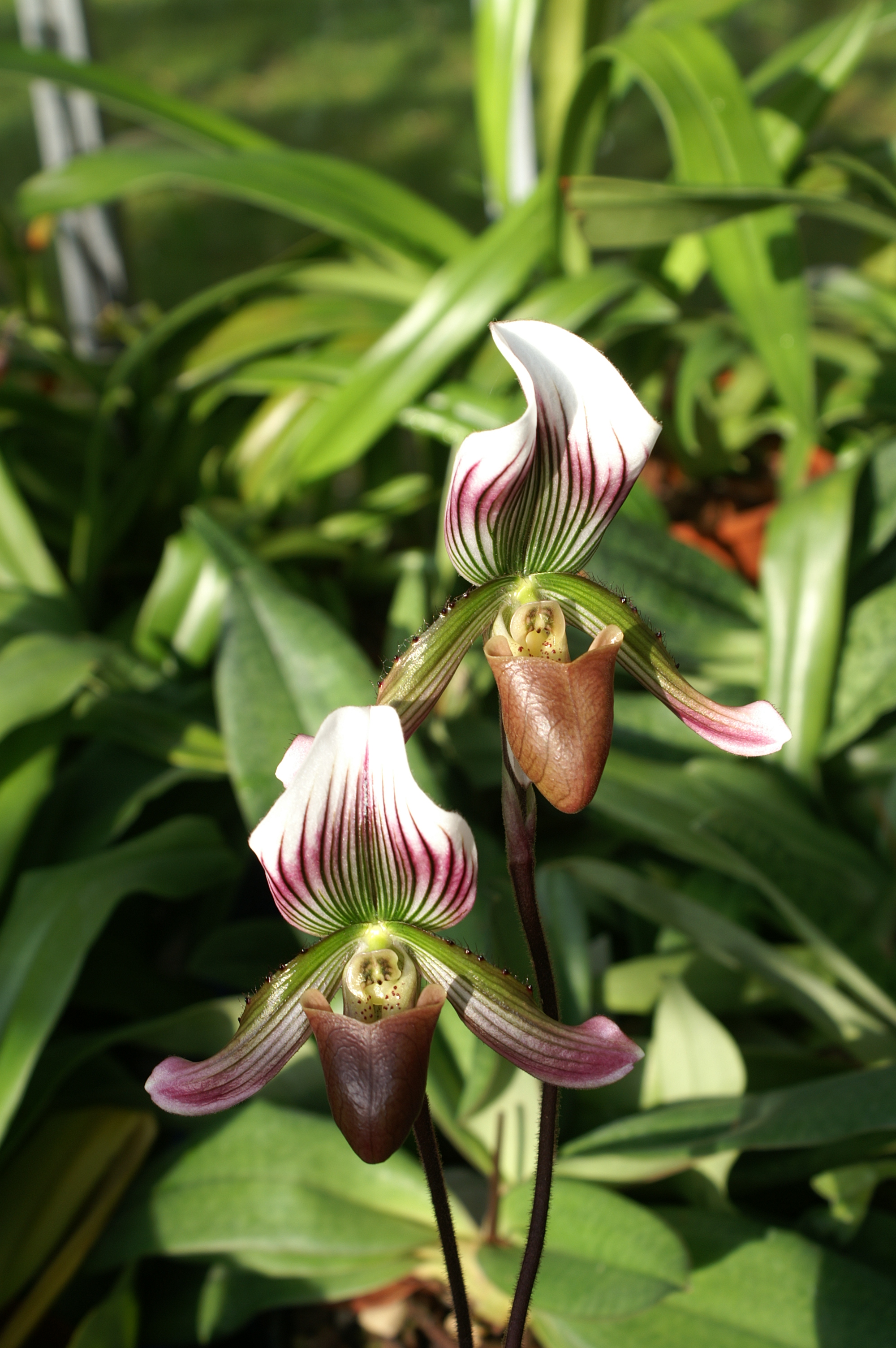 KONICA MINOLTA DIGITAL CAMERA