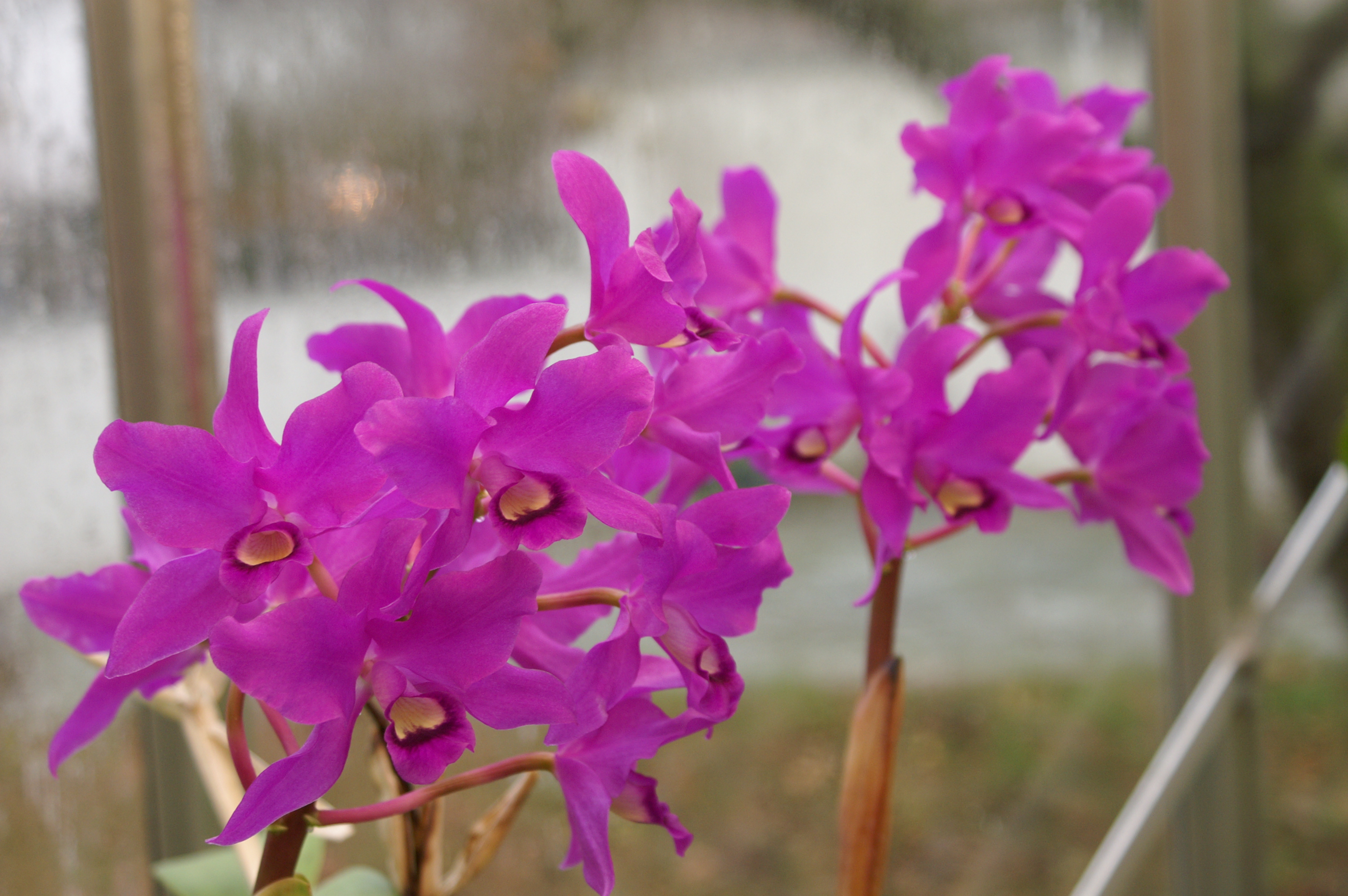 KONICA MINOLTA DIGITAL CAMERA