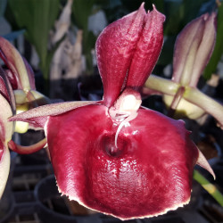 catasetum-orchiglade-jack-of-diamond