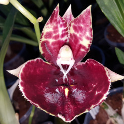 catasetum-susan-fuchs-sun-face