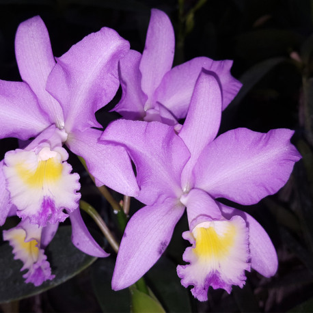 cattleya-minerva-loddigesii-x-bowringiana
