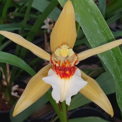 coelogyne-lawrenceana