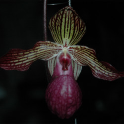 paphiopedilum-rothschildianum-x-micranthum