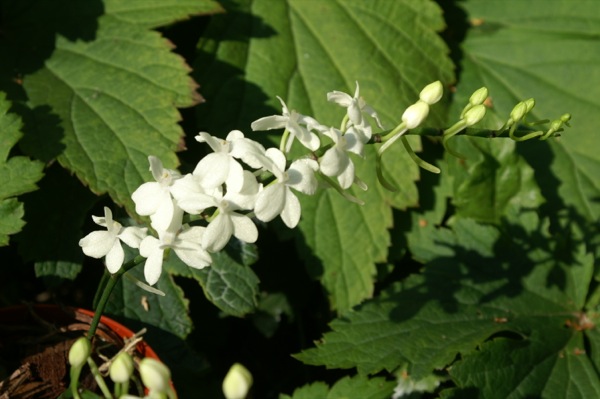 KONICA MINOLTA DIGITAL CAMERA