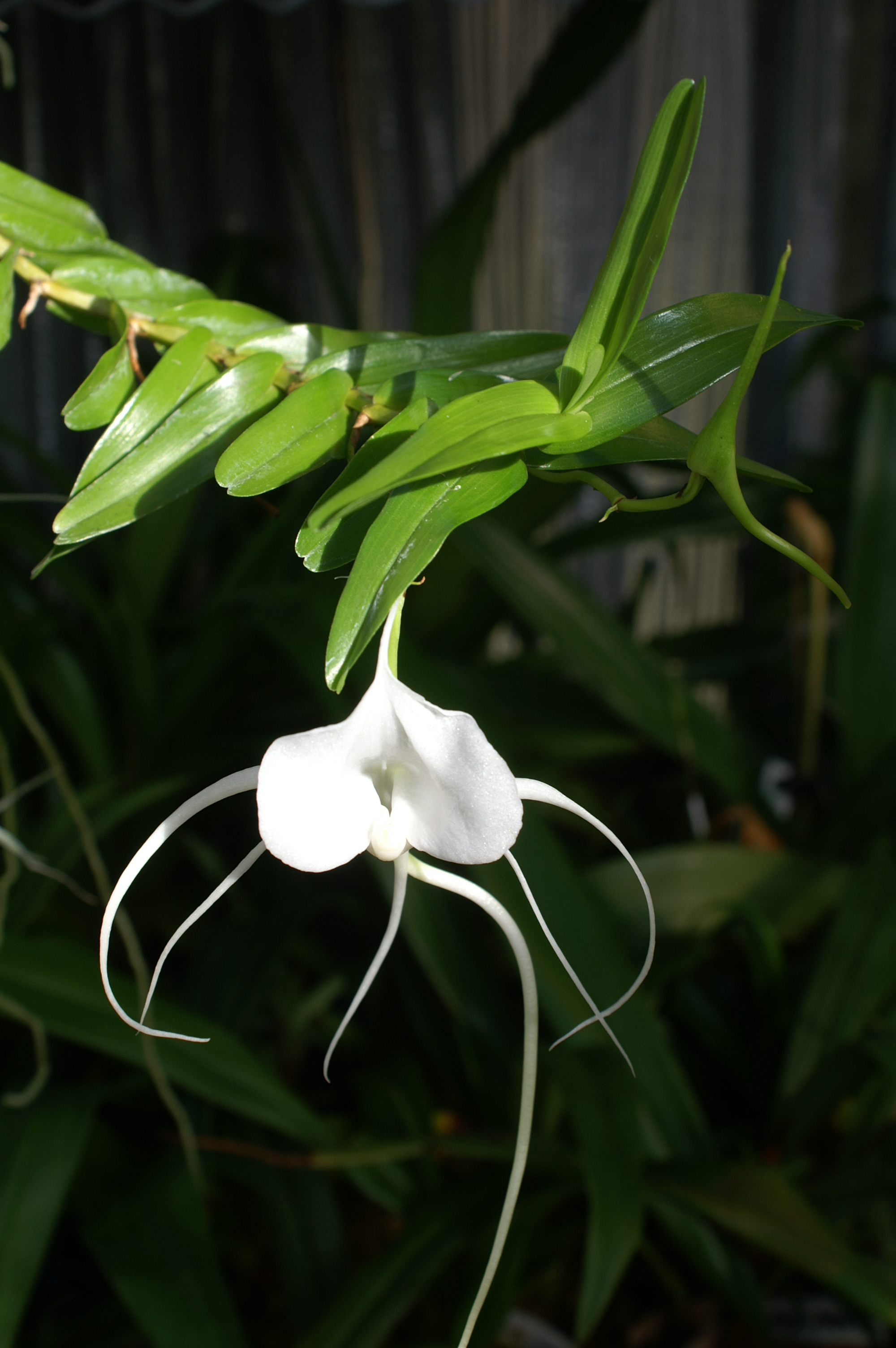 KONICA MINOLTA DIGITAL CAMERA