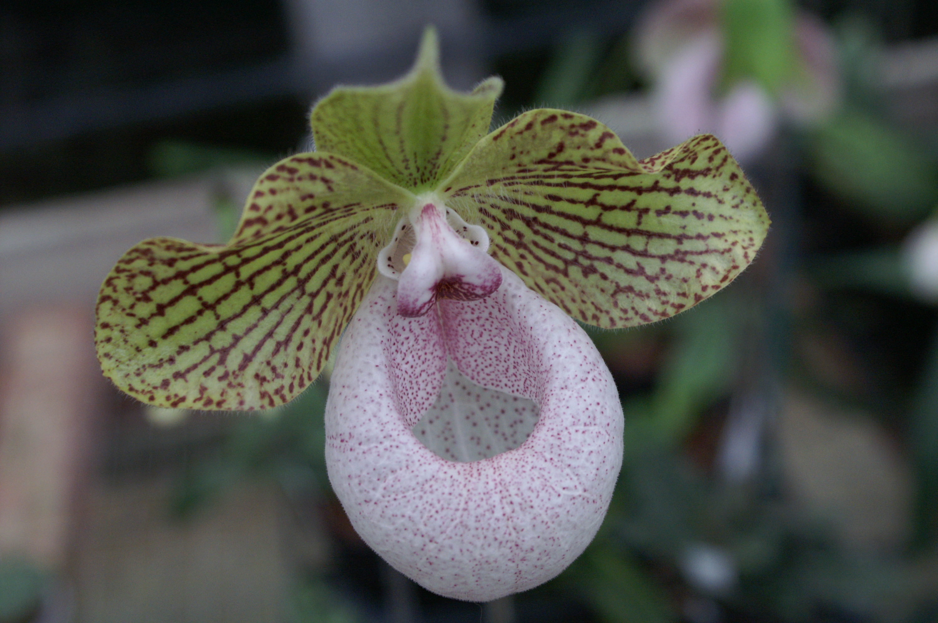 KONICA MINOLTA DIGITAL CAMERA