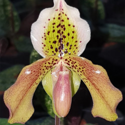 paphiopedilum-exul-x-bellatulum