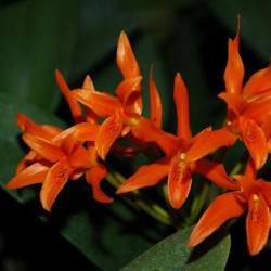 cattleya-aurantiaca