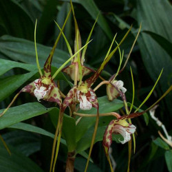 dendrobium-tetragonum-gigantea