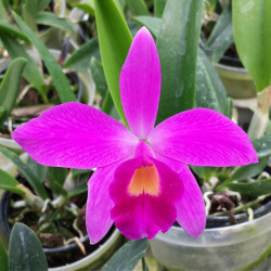 laelia-pumila-x-dayana-x-sophronithis-coccinea