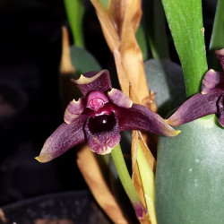 maxillaria-variabilis-red