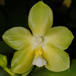 phalaenopsis-yin-s-green-jewel