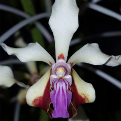 vanda-lamellata-var-boxallii