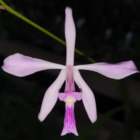 encyclia-dichroma