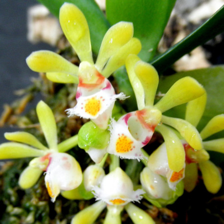 gastrochilus-oblinqus