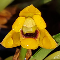 maxillaria-variabilis-yellow