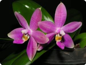 phal. germain vincent