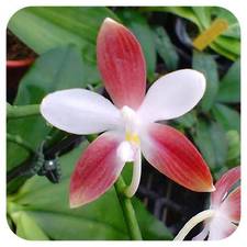 phal. tetraspis c1-5