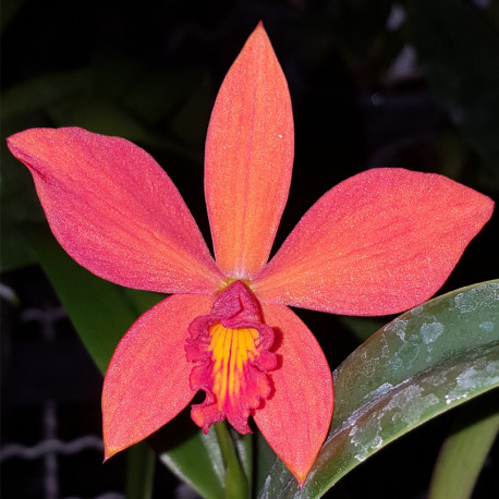 sophrocattleya-psyche-cina