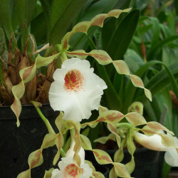 trichopilia-tortilis