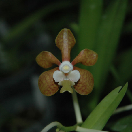 vanda-brunnea