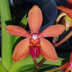 vanda-cristata-x-ascocentrum-curvifolium