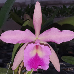brassocattleya-phyrra-brassavola-glauca-x-cattleya-labiata