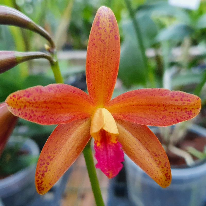 cattleya-leopoldii-escuro-negro-pintada-x-laelia-millerii