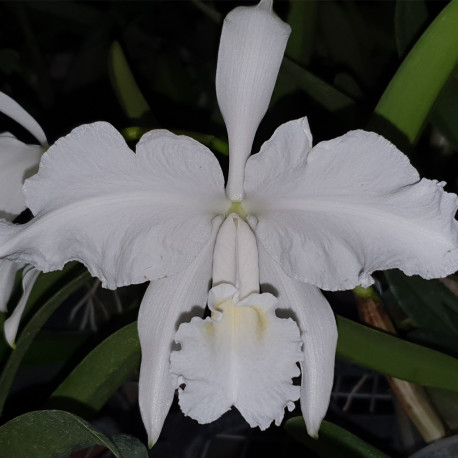 cattleya-lueddemaniana-alba