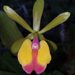 epicattleya-renee-marquez-x-cattleya-schilleriana