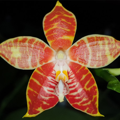 phalaenopsis-amboinensis-nicole-x-flava