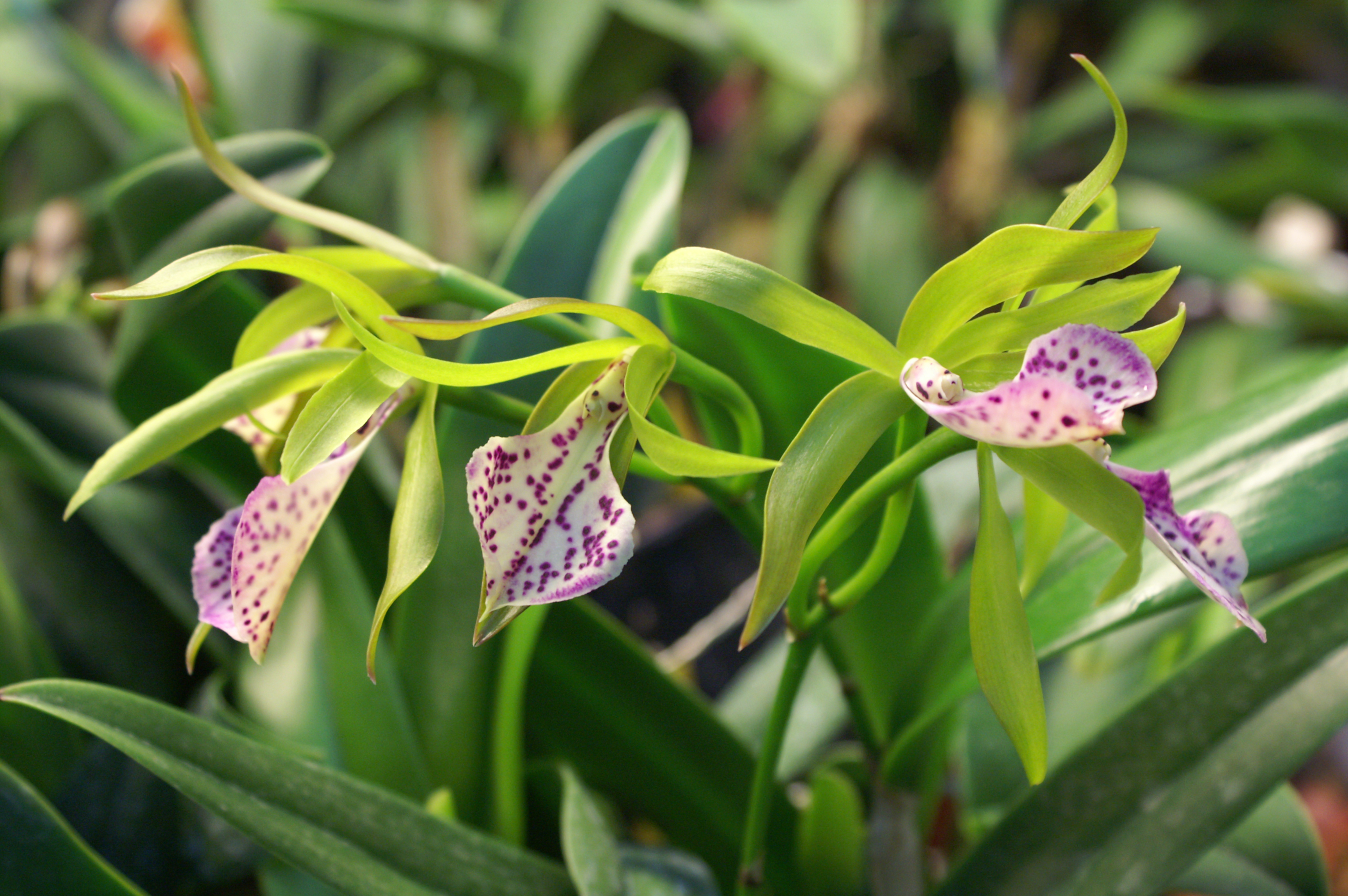 KONICA MINOLTA DIGITAL CAMERA