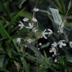 sarcochilus-ceciliae