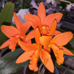 brassolaeliocattleya-young-min-orange-golden-sadisfaction