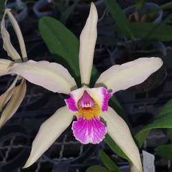 laelia-purpurata-var-milionaria