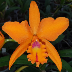 potinara-samba-laranja