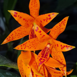 cattleya-aurantiaca-mishima-spot