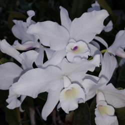 cattleya-skinnerii-alba
