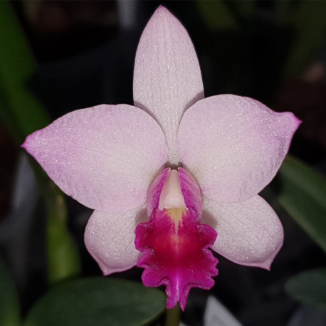 cattlianthe-japanese-beauty-sakura