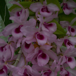 dendrobium-parishii-x-nestor