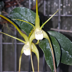 dendrobium-tetragonum-gigantea-alba