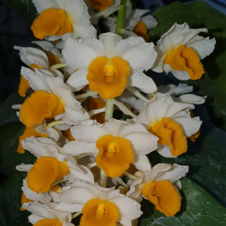 dendrobium-thyrsiflorum