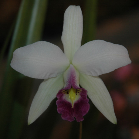laelia-anceps-var-coerulea