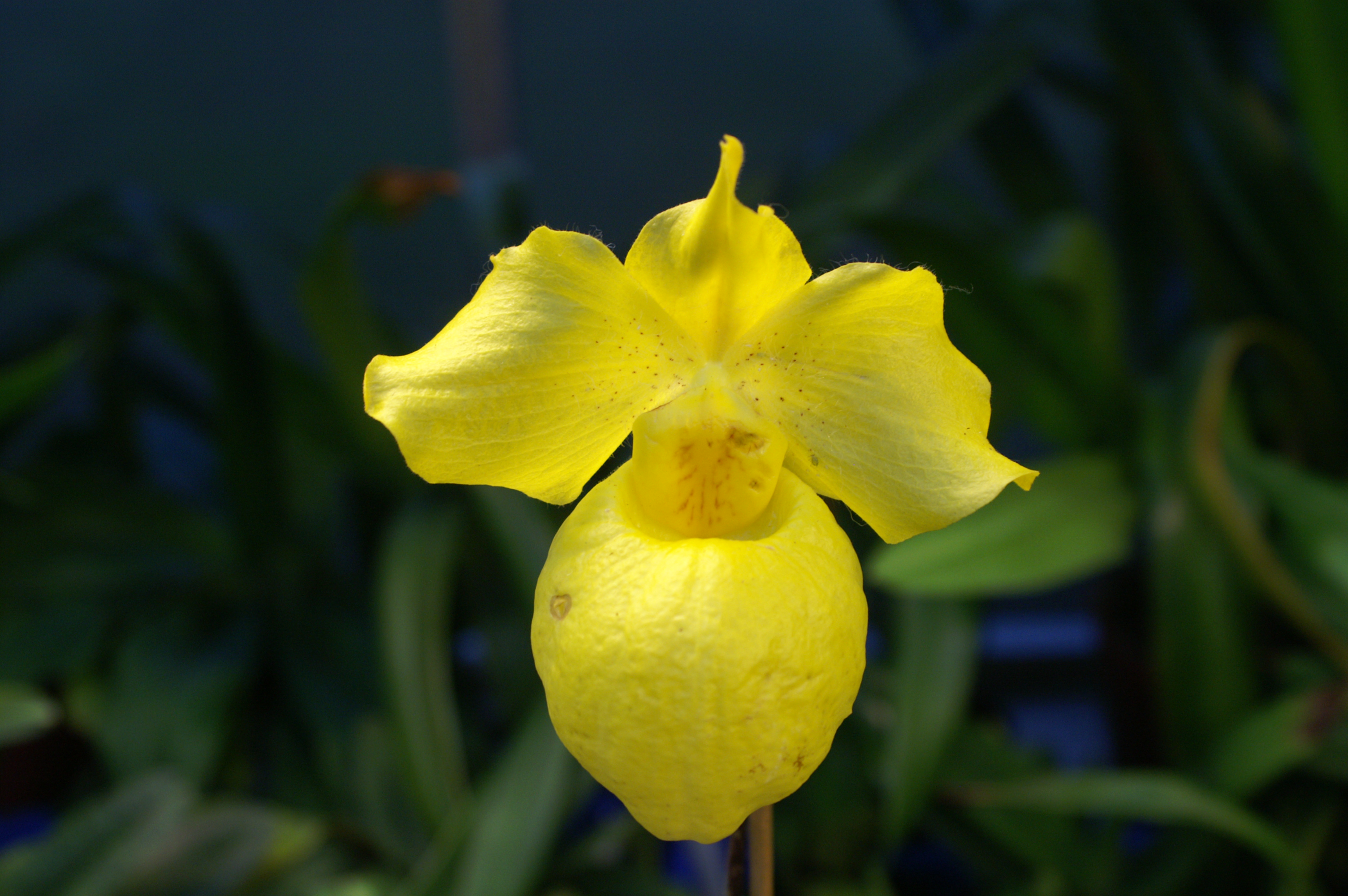 KONICA MINOLTA DIGITAL CAMERA